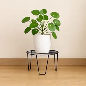 about this item air purifier, low maintenance and easy to grow plant. these are one of the most attractive, durable and tolerant houseplants. watering schedule twice a week. plant height 6 to 12 inch natural plant with self watering pot.