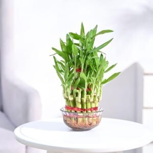 lucky bamboo 3 layer feng shui plant (green color)