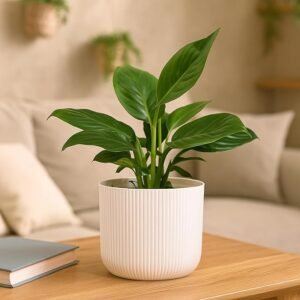kyari good luck jade plant with white self watering pot small 4 inch